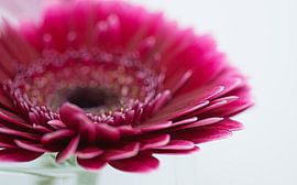 Gerbera by Jolanda van der Molen