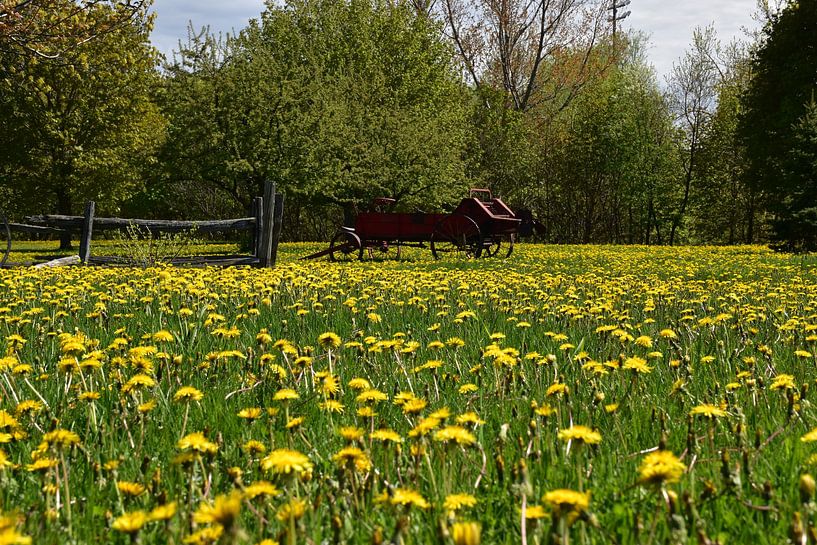 Dandelions in bloom in the park by Claude Laprise