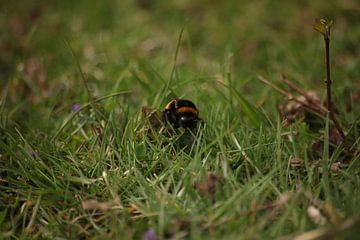 Hommel in het veld