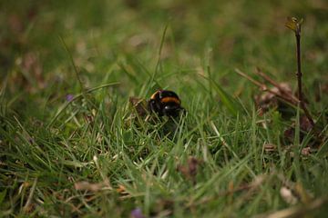 Bourdon dans le champ sur Britt Trouwborst