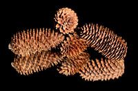 Pine cones