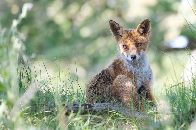 Vos van Karin van Rooijen Fotografie
