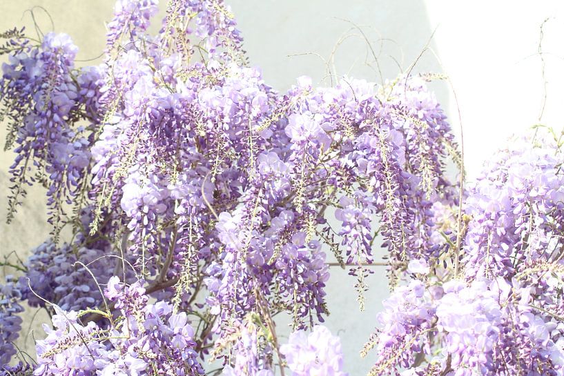 wisteria by Patrick van beek76