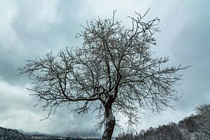 Winter Landschaften