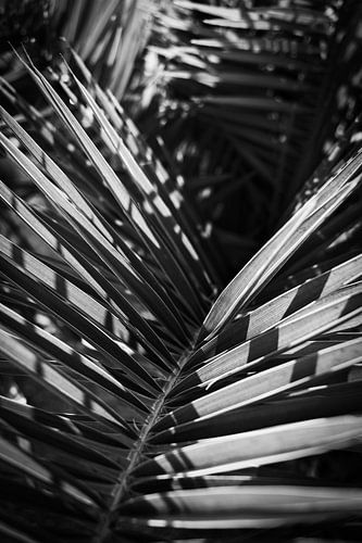 Schaduwspel op Palmblad in Ibiza in zwart-wit  | Macro- en Natuurfotografie