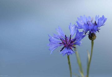 bloemen van vmb switzerland