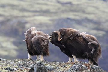 Muskox in Dovrefjell national park,in the natural habitat, Norway von Frank Fichtmüller
