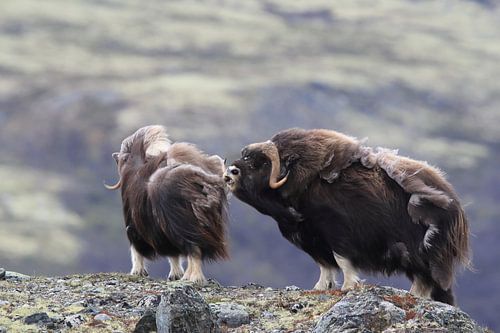 Muskusos in Dovrefjell nationaal park, in de natuurlijke habitat, Noorwegen