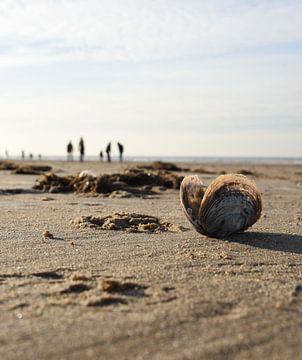 Schelp van Jeanette van Starkenburg