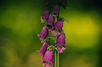 Foxglove