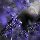 Purple haze van Struinkunst thumbnail