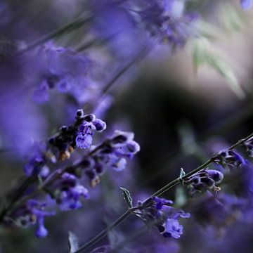 Purple haze