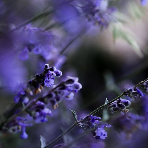 Purple haze van Struinkunst