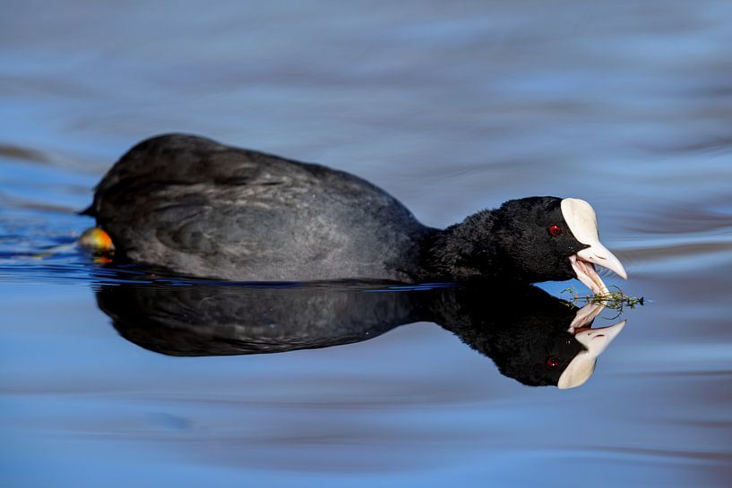 Blässhuhn (Fulica atra) von Dirk Rüter
