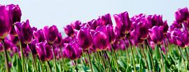 Tulpen panorama von PvdH Fotografie