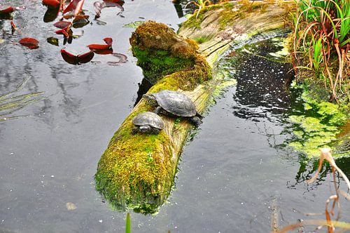 Schildkröten