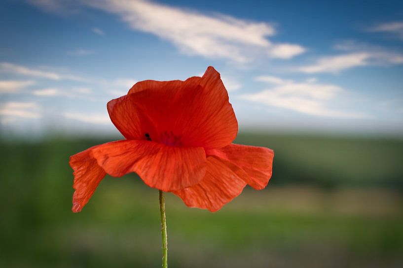 Poppy with red petals by Martin Köbsch