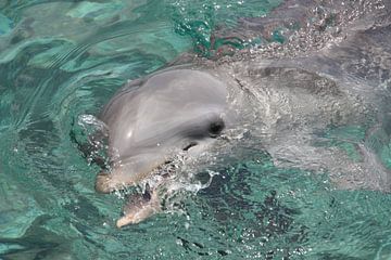 Delphin von Marianne van den Bogaerdt