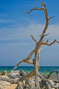 Toter Baum am Strand von Bonaire