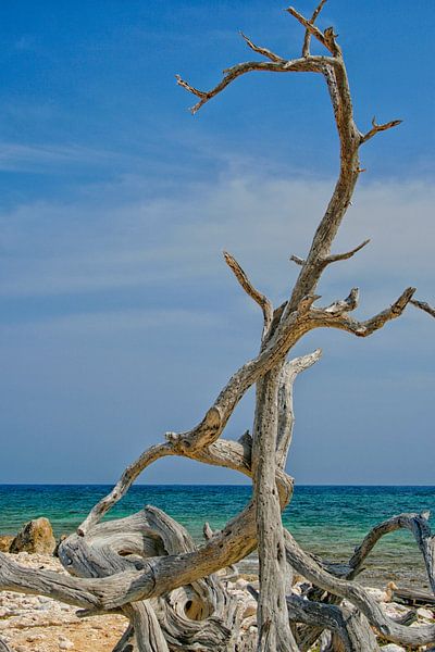 Arbre mort sur la plage de Bonaire par Patricia Hofmeester