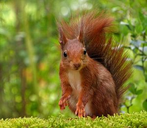 Schau mich an..... (Eichhörnchen)