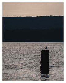 Lonely seagull by BAEN