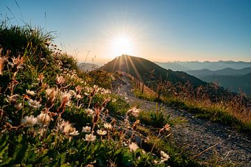 Sunrise on the Hochgrat with beautiful flowers and the hiking trail by Leo Schindzielorz