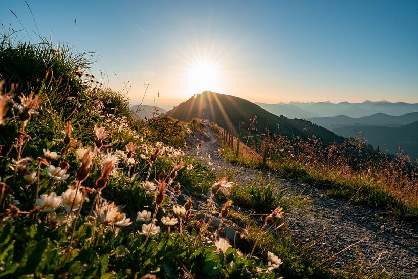 Sunrise on the Hochgrat with beautiful flowers and the hiking trail by Leo Schindzielorz