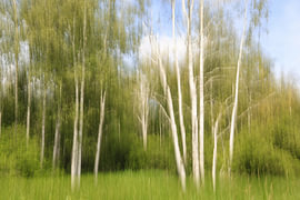 Des bouleaux dans la zone de Banngeabiet Staudacher, près de Bad Buchau, au bord du Federsee – district de Biberach sur BlattArt - Christine Horn