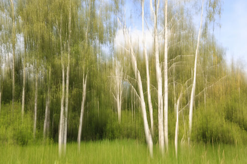 Birch trees in the Staudacher mining area near Bad Buchau on Lake Federsee – Biberach district