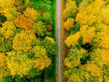 Road through an autumn forest with colorful leaves seen from abo by Sjoerd van der Wal Photography