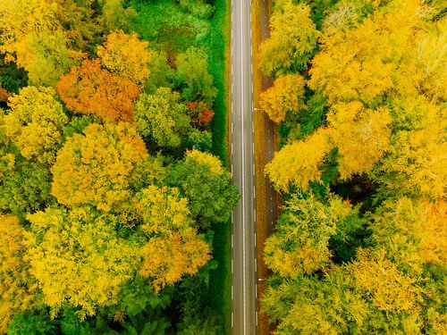 Weg door een herfstbos met kleurrijke bladeren van bovenaf gezien