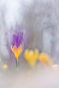 Organisierte Natur