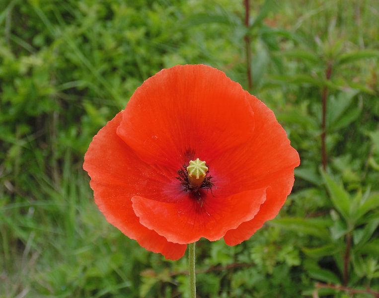 Klaproos par Koos Iperen