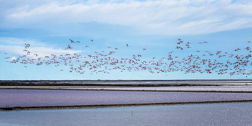 Des flamants roses au-dessus des plaines salées
