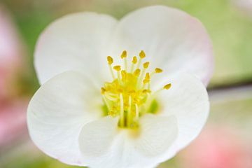 Witte kweepeerbloesem pastel macro van Iris Holzer Richardson