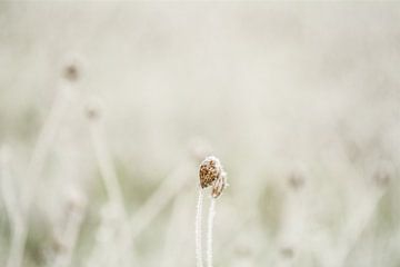 Fragiel winterbloempje.. van Frans Scherpenisse
