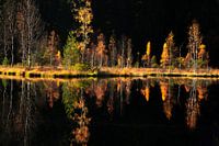 Dark autumn