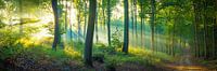 Wald Panorama von Martin Wasilewski Miniaturansicht