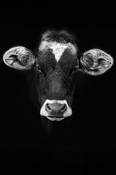 Rosl – Portrait d’une vache en noir et blanc de l’Allgäu | Faces of Allgäu