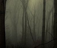 Foggy Forrest