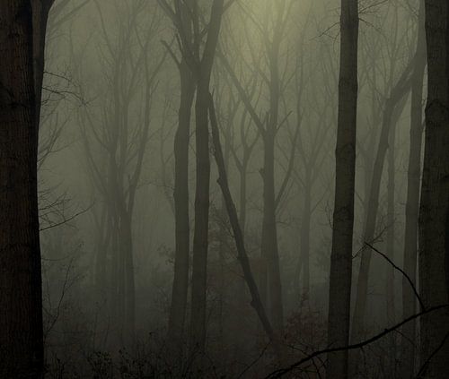 Foggy Forrest