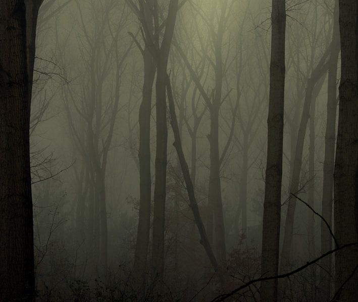Foggy Forrest by fb-fotografie