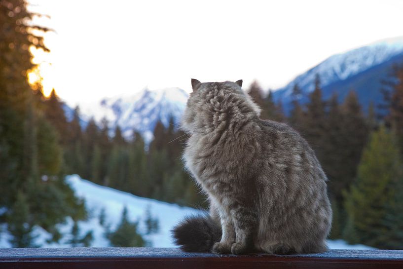 Katze Cleo in British Columbia von Menno Boermans