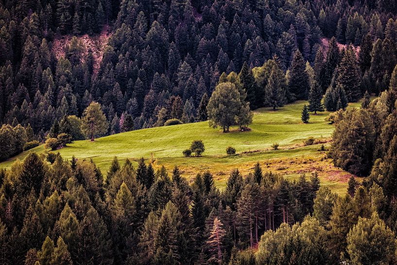 Mountain Meadow @ Moena by Rob Boon