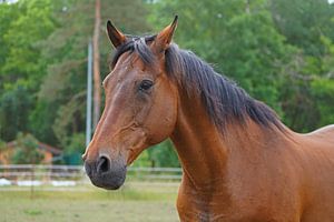 Trakehner Feldmeyer auf der Weide