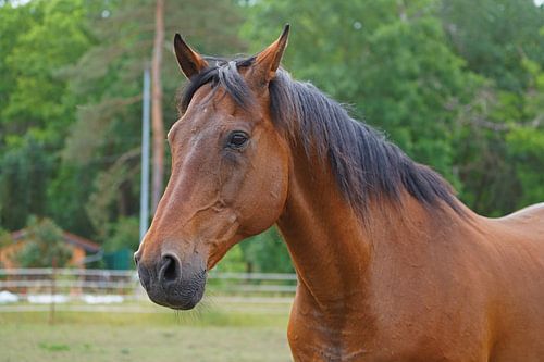 Trakehner Feldmeyer in de wei