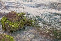 Stones covered in algae