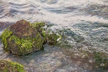 Umspülte Steine mit Algen