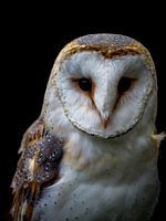 Barn owl